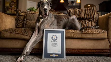 El perro Gran Danés “Más alto del mundo” vive en Texas