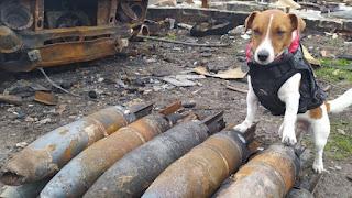 Patrón, el perro ucraniano detector de bombas.