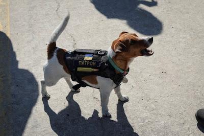 Patrón, el perro ucraniano detector de bombas.