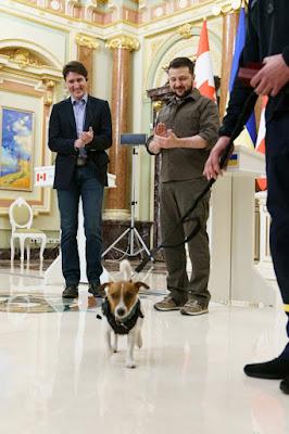Patrón, el perro ucraniano detector de bombas.