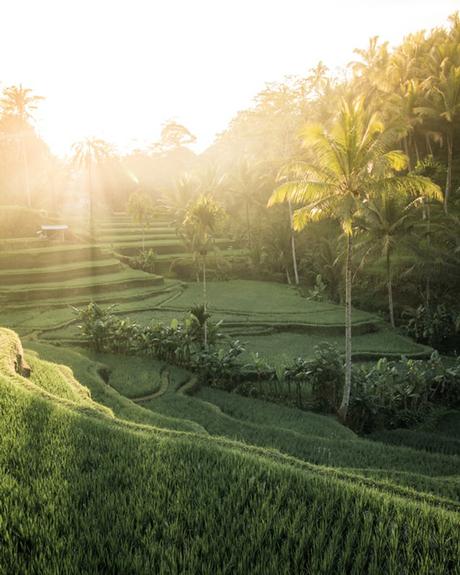 campos-de-arroz-Bali