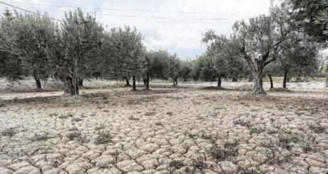 Boe reducción del índice corrector para el olivar