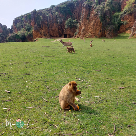 Cabárceno: Parque de la Naturaleza para visitar con niños en Cantabria