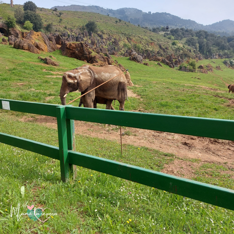 Cabárceno: Parque de la Naturaleza para visitar con niños en Cantabria