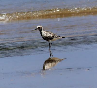 Migración primaveral de limícolas Migración primaveral de limícolas