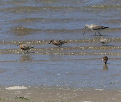 Migración primaveral de limícolas