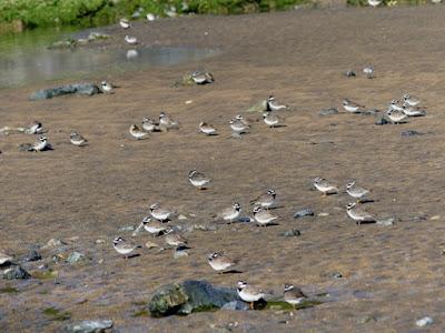 Migración primaveral de limícolas