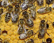 Despierten porque colmena está a punto de caer y los zánganos ya exterminan a las obreras rebeldes