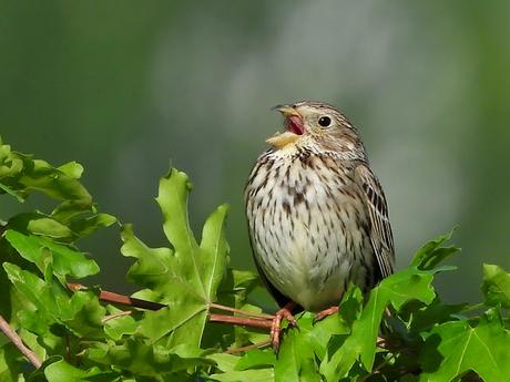 Completamos la primera parte del censo para el Atlas de Aves Nidificantes de Vitoria-Gasteiz Completamos la primera parte del censo para el Atlas de Aves Nidificantes de Vitoria-Gasteiz