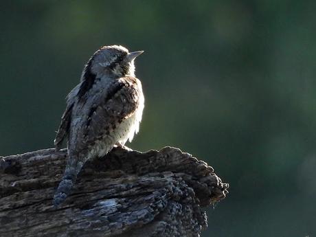 Completamos la primera parte del censo para el Atlas de Aves Nidificantes de Vitoria-Gasteiz Completamos la primera parte del censo para el Atlas de Aves Nidificantes de Vitoria-Gasteiz