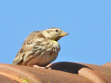 Completamos la primera parte del censo para el Atlas de Aves Nidificantes de Vitoria-Gasteiz