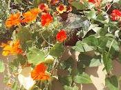 Girona Tiempo Flores