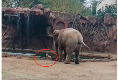 Un elefante ayuda a rescatar a un antílope que cayó al agua en un zoológico de Guatemala