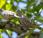 Torcacita escamada (Scaled dove) Columbina squammata