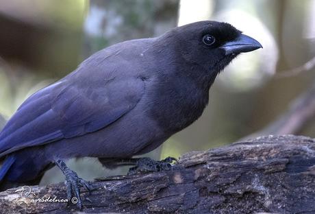 Urraca morada (Purplish jay) Cyanocorax cyanomelas