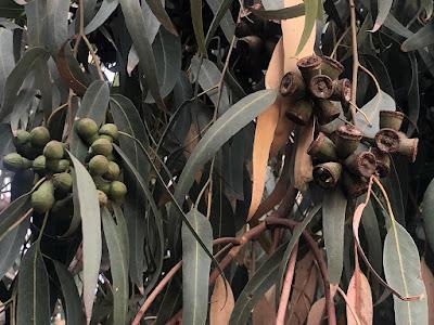 Entre Cafés esta vez Entre Plantas:  Cardo Borriquero y Eucalipto.