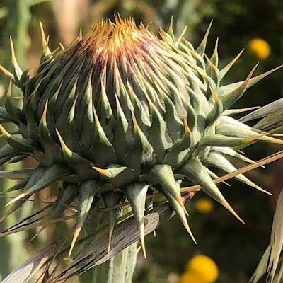 Entre Cafés esta vez Entre Plantas:  Cardo Borriquero y Eucalipto.