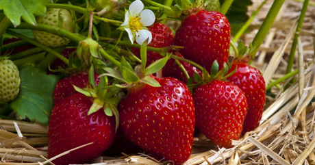 MARIDAJES: ¿QUÉ BEBER CON LAS FRESAS?