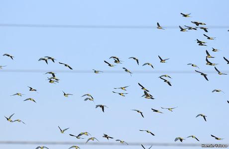 Loros barranqueros en Puerto Madryn