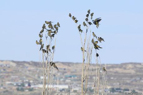Loros barranqueros en Puerto Madryn