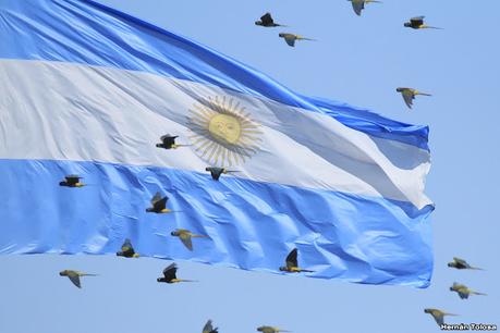 Loros barranqueros en Puerto Madryn