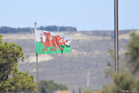 Loros barranqueros en Puerto Madryn