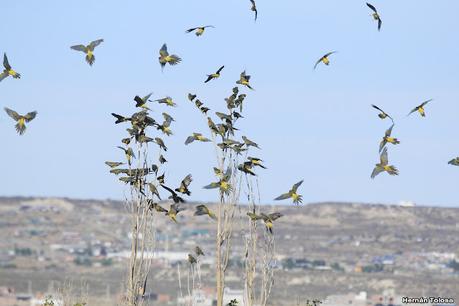 Loros barranqueros en Puerto Madryn
