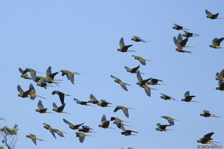 Loros barranqueros en Puerto Madryn