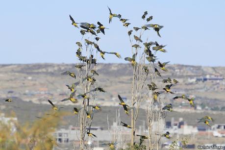 Loros barranqueros en Puerto Madryn