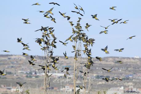 Loros barranqueros en Puerto Madryn