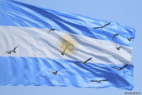 Loros barranqueros en Puerto Madryn