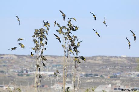 Loros barranqueros en Puerto Madryn