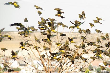 Loros barranqueros en Puerto Madryn