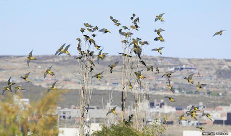 Loros barranqueros en Puerto Madryn