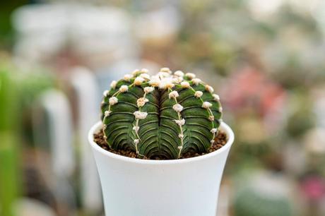 Cómo decorar con los diferentes tipos de cactus Cómo decorar con los diferentes tipos de cactus