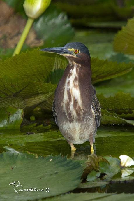 Garcita verde (Butorides virescens) Green Heron