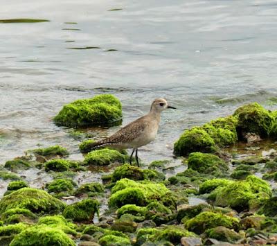 Aves inusuales en primavera