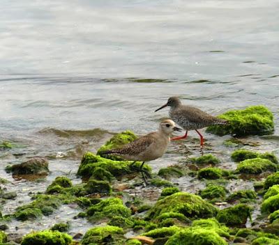 Aves inusuales en primavera