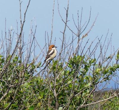 Aves inusuales en primavera