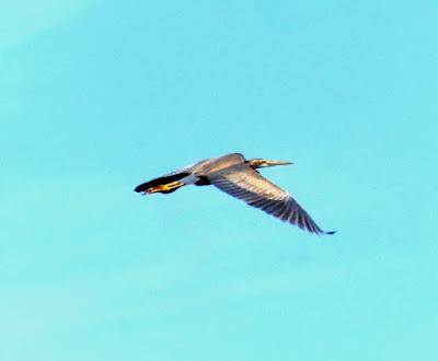 Aves inusuales en primavera