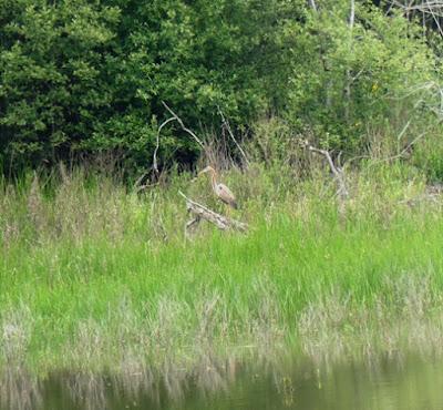 Aves inusuales en primavera