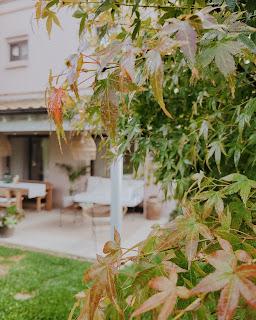 Colores de Otoño en Casa