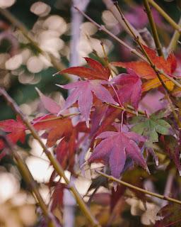 Colores de Otoño en Casa