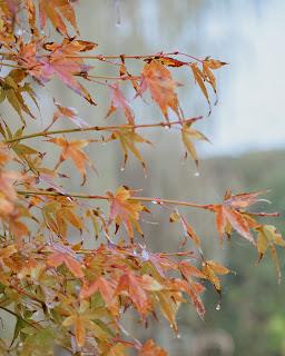 Colores de Otoño en Casa