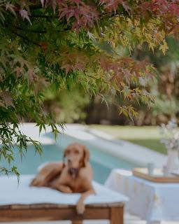 Colores de Otoño en Casa