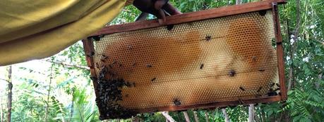 apicultura moderna