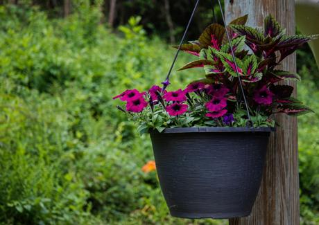 Ideas para decorar con plantas en macetas colgantes. 2 Ideas para decorar con plantas en macetas colgantes. 2
