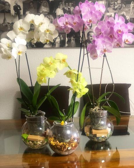 Entre orquídeas, notas y arroz