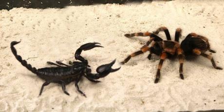 Tarántulas y escorpiones por Internet: un negocio que crece y no se puede controlar