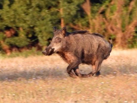 Condenamos la batida que tendrá lugar hoy sábado en el monte Santa Tecla